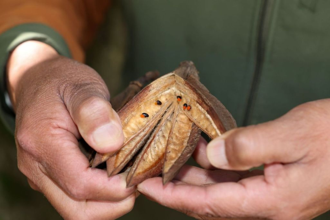 UAEMéx, referente nacional en la conservación  del Árbol de las Manitas