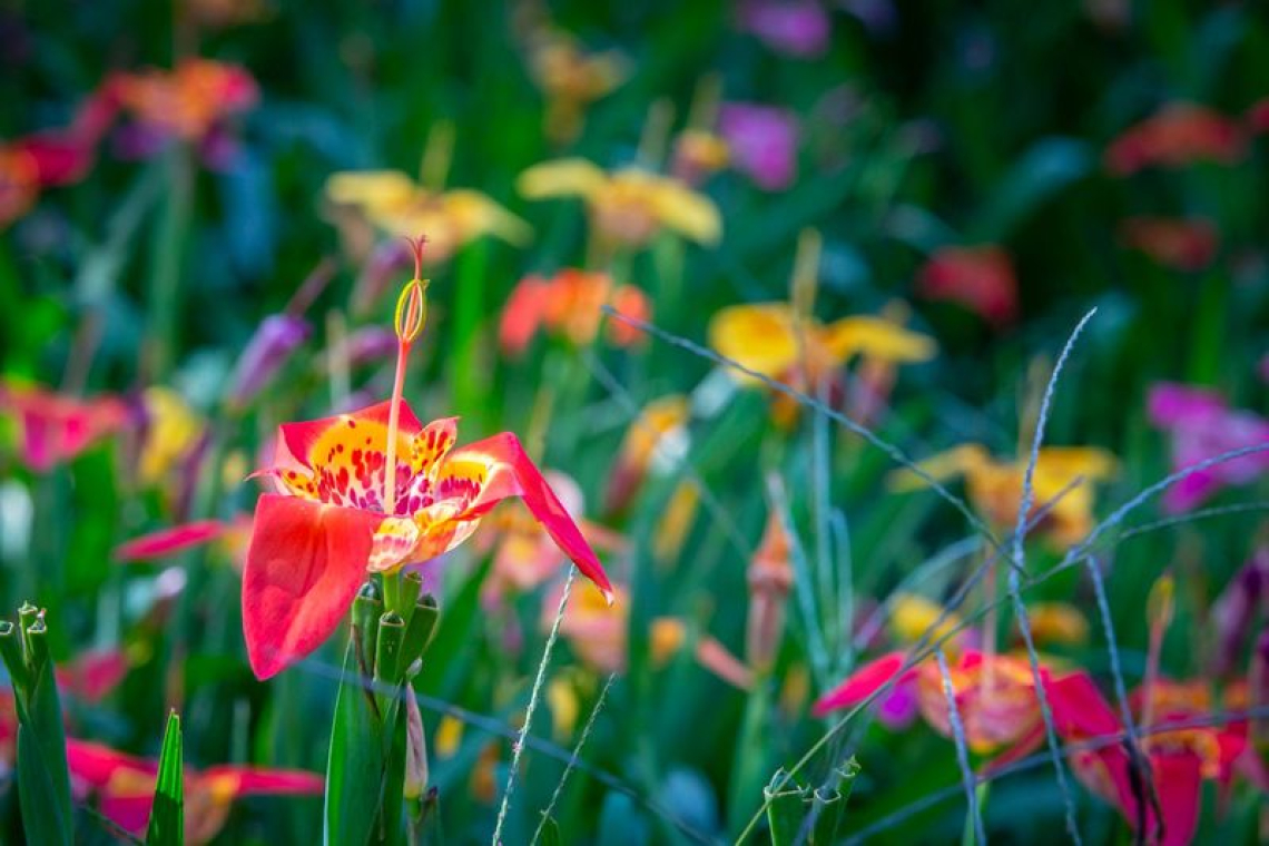 Festival de las Tigridias en la UAEMéx invita a descubrir  una de las flores más emblemáticas de México