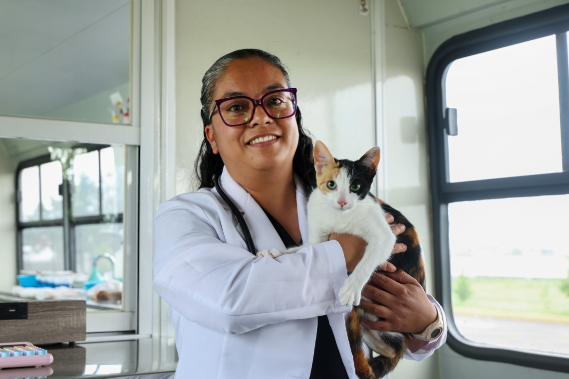 Más que compañía: gatos requieren cuidados  específicos para vivir saludablemente